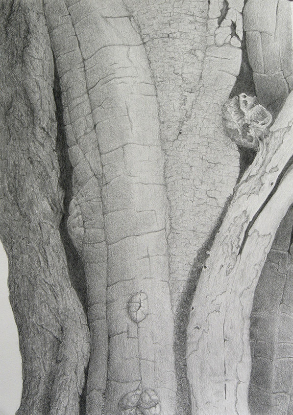 Kathy Strauss drawing, Linthicum Locust 2