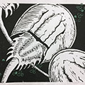 Undercurrents 11, Limulus Reproduction 