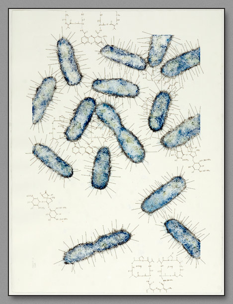 Untitled (E. coli) 