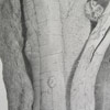 Linthicum_Locust_2