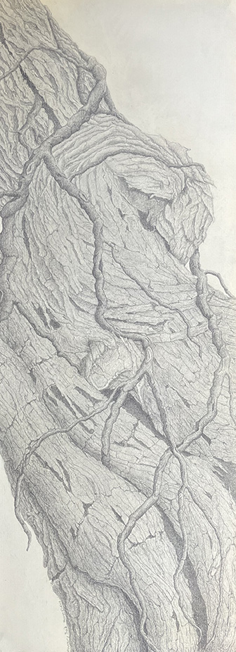 Kathy Strauss drawing, Mourning Tree 3